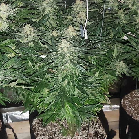 Bruce Banner  growlog timeline photo