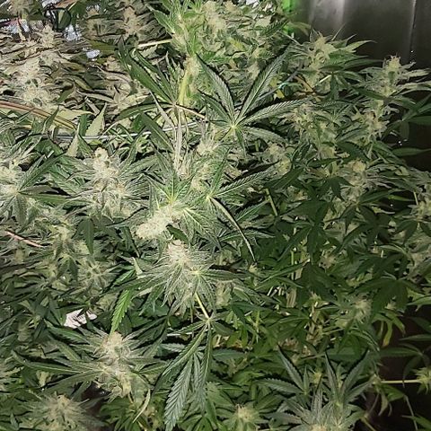 Bruce Banner  growlog timeline photo