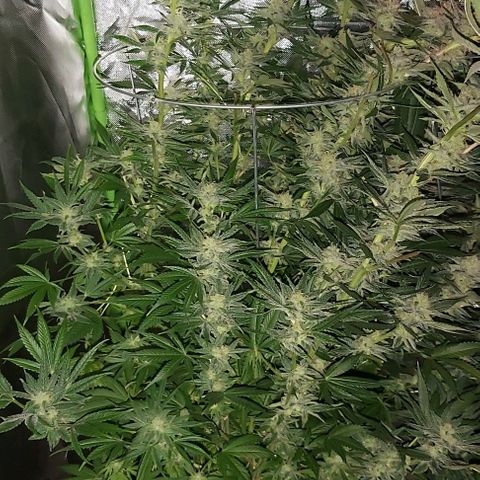 Bruce Banner  growlog timeline photo