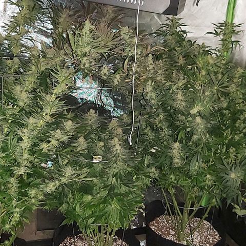 Bruce Banner  growlog timeline photo