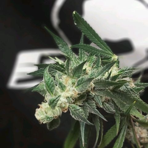 Bruce Banner  growlog timeline photo