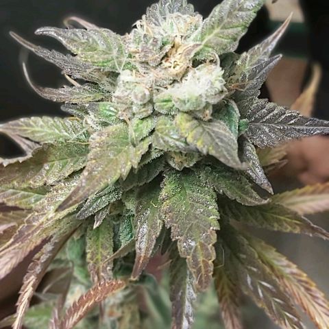 Bruce Banner  growlog timeline photo