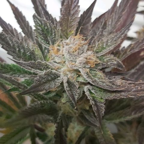 Bruce Banner  growlog timeline photo