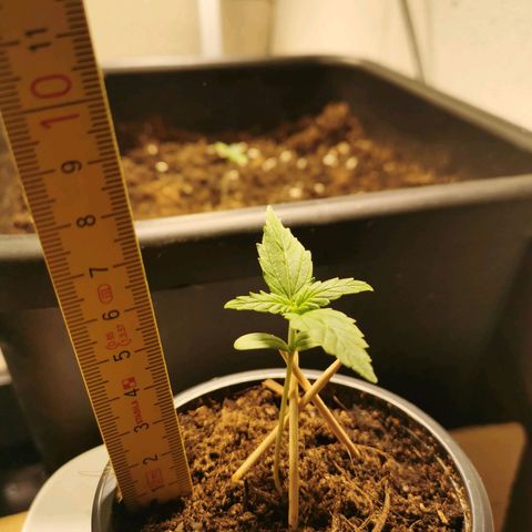 Jacky growlog timeline photo