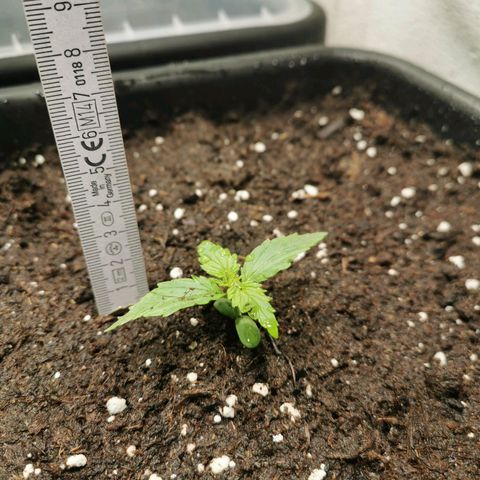 Jacky growlog timeline photo