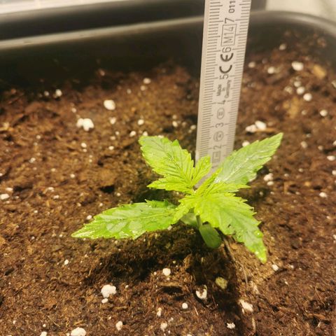 Jacky growlog timeline photo