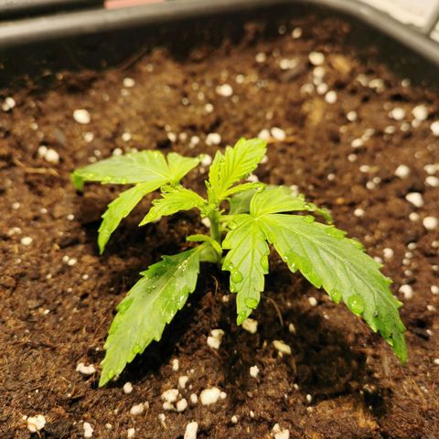 Jacky growlog timeline photo