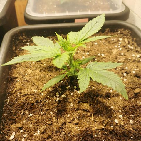 Jacky growlog timeline photo