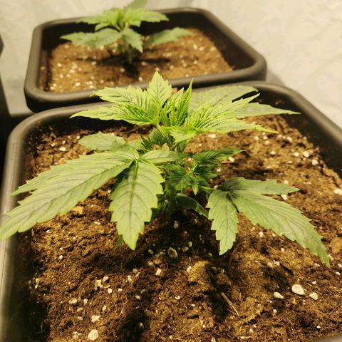 Jacky growlog timeline photo