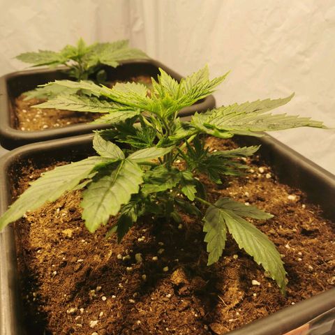 Jacky growlog timeline photo