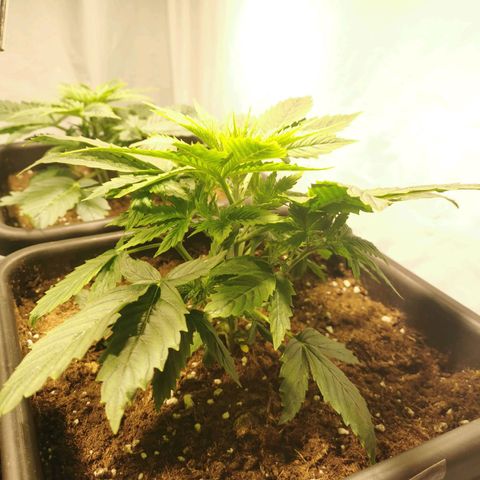 Jacky growlog timeline photo