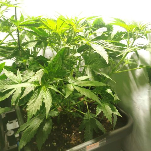 Jacky growlog timeline photo