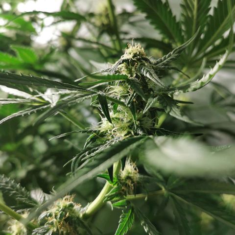 Jacky growlog timeline photo