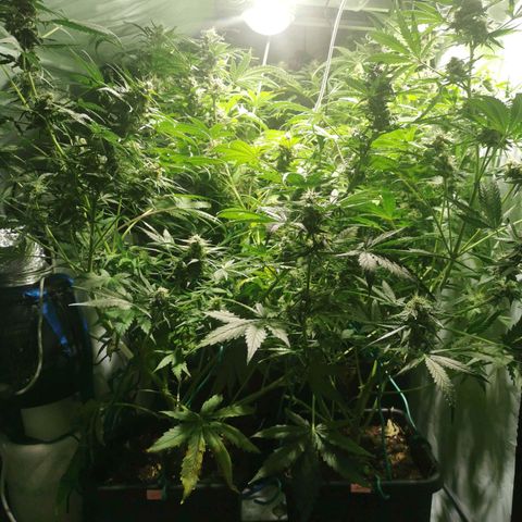Jacky growlog timeline photo