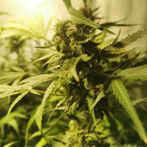 Jacky growlog timeline photo
