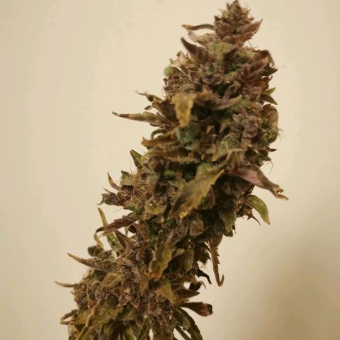 Jacky growlog timeline photo