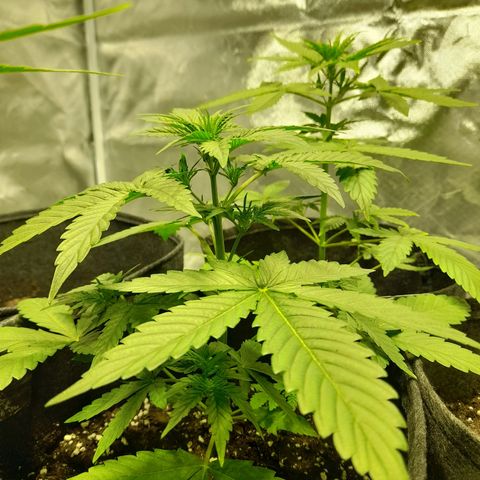 Mango OG Auto growlog timeline photo