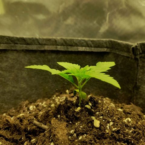 Mango OG Auto growlog timeline photo
