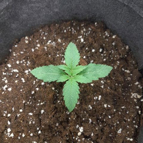 Mango OG Auto growlog timeline photo