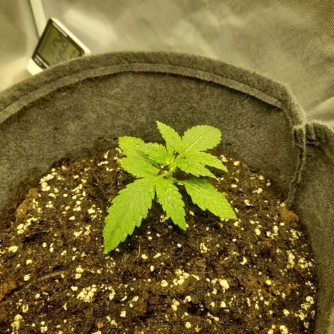 Mango OG Auto growlog timeline photo