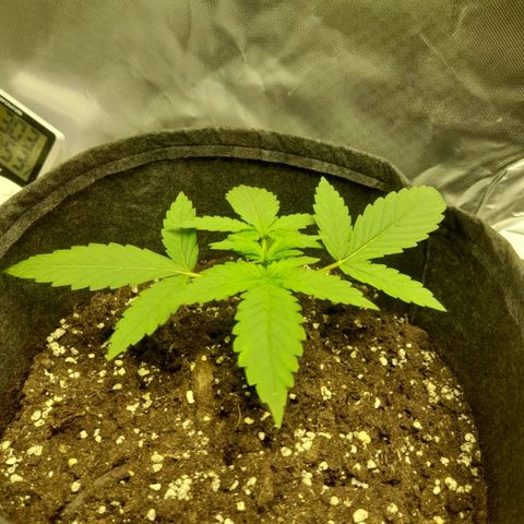 Mango OG Auto growlog timeline photo