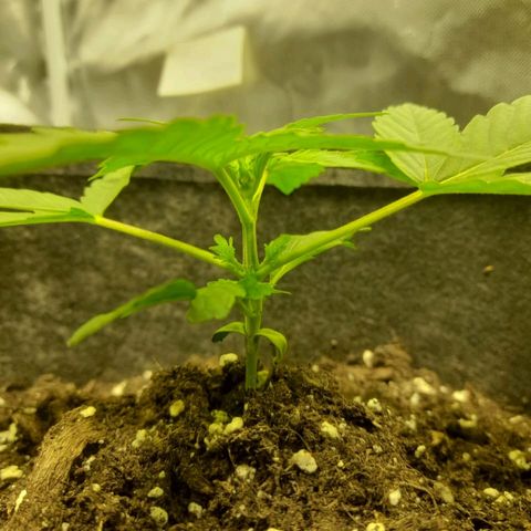 Mango OG Auto growlog timeline photo