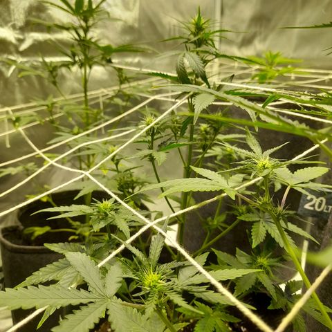 Mango OG Auto growlog timeline photo
