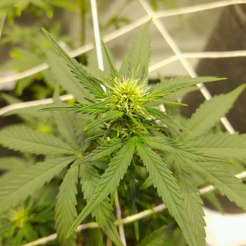 Mango OG Auto growlog timeline photo