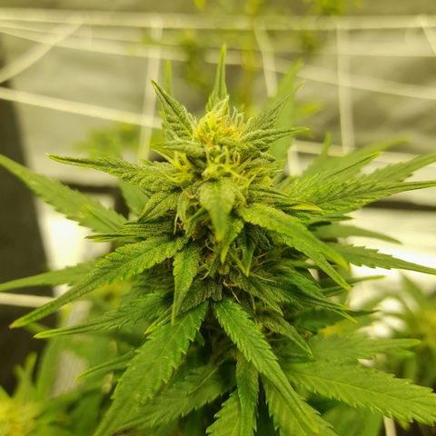 Mango OG Auto growlog timeline photo