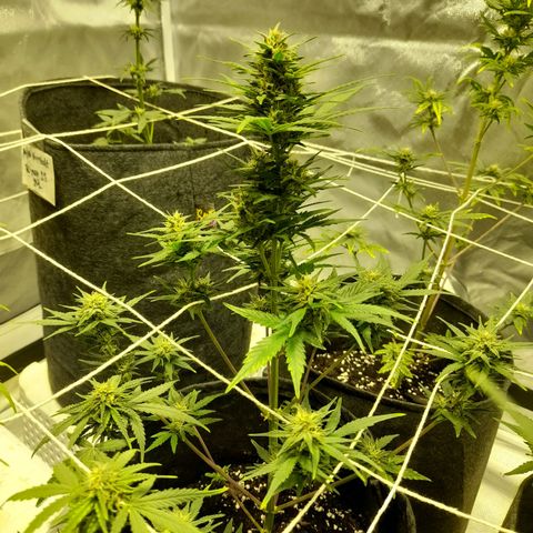 Mango OG Auto growlog timeline photo