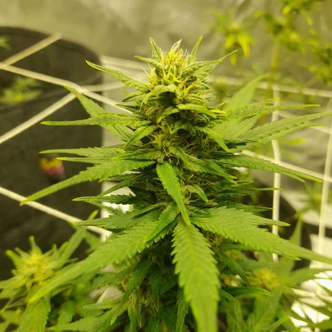 Mango OG Auto growlog timeline photo