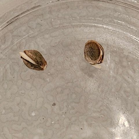 Fruit Spirit #1 growlog timeline photo