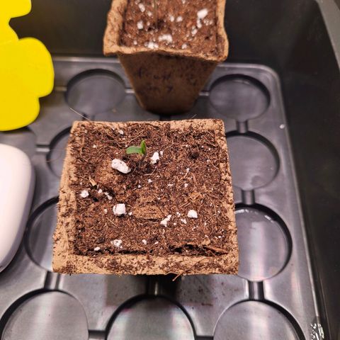 Fruit Spirit #1 growlog timeline photo