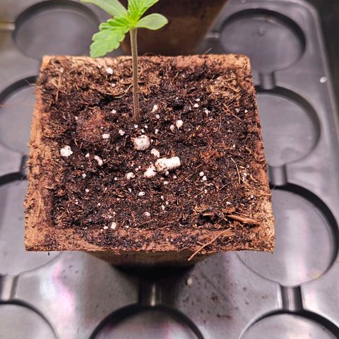 Fruit Spirit #1 growlog timeline photo