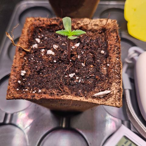 Lemon Shining Silver Haze #1 growlog timeline photo