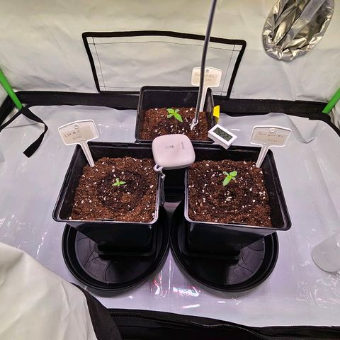 Lemon Shining Silver Haze #1 growlog photo: Umgetopft