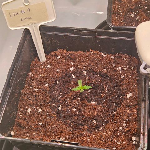 Lemon Shining Silver Haze #1 growlog timeline photo