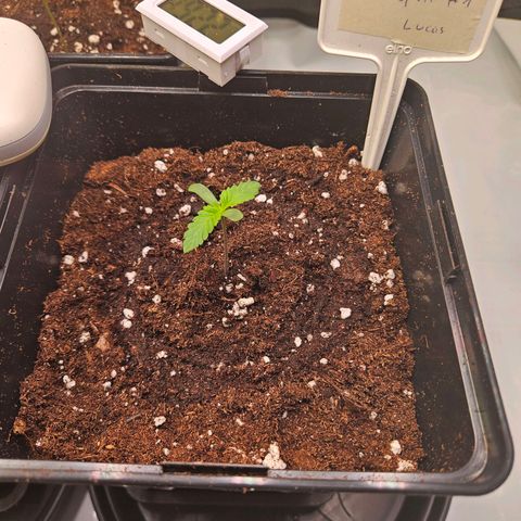 Fruit Spirit #1 growlog photo: Umgetopft