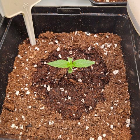 Lemon Shining Silver Haze #1 growlog timeline photo