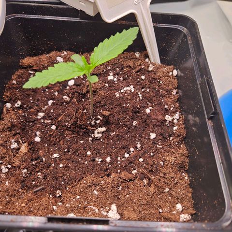 Fruit Spirit #1 growlog timeline photo