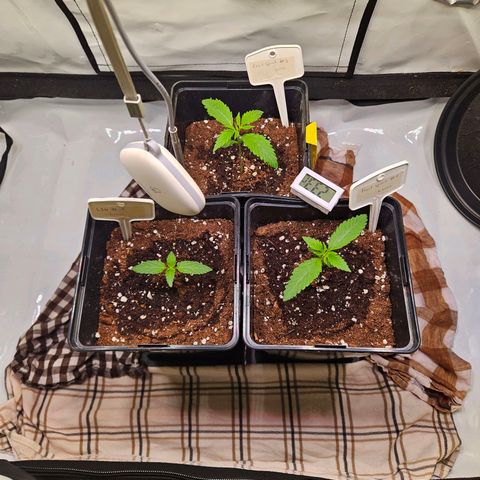 Lemon Shining Silver Haze #1 growlog photo: Luftfeuchtigkeit bei 50% nasse Handtücher rein gelegt dann 58%