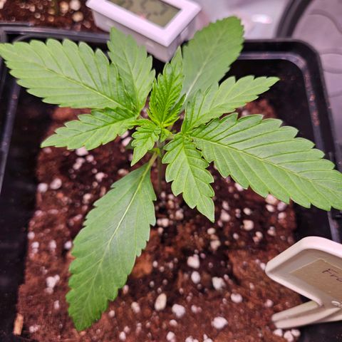 Fruit Spirit #1 growlog timeline photo