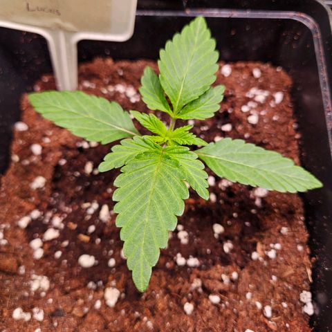 Fruit Spirit #1 growlog timeline photo