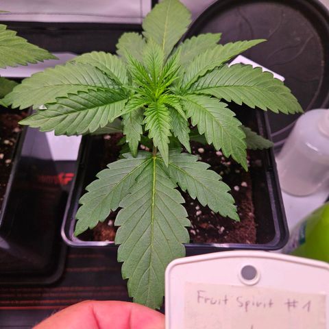 Fruit Spirit #1 growlog timeline photo