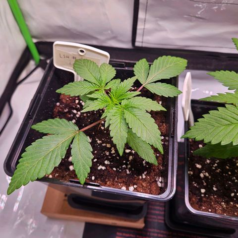 Lemon Shining Silver Haze #1 growlog timeline photo