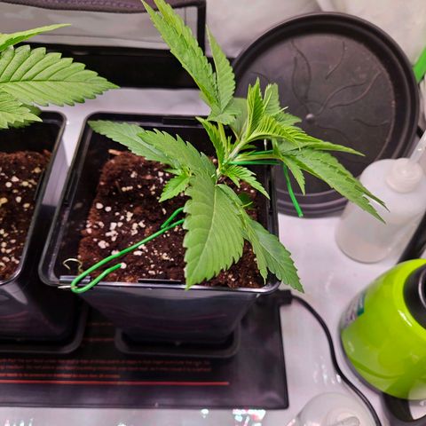 Fruit Spirit #1 growlog photo: LST