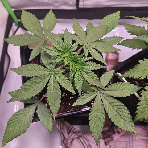 Lemon Shining Silver Haze #1 growlog photo: Braune Flecken, eventuell Kalzium mangel