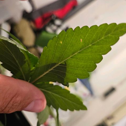 Lemon Shining Silver Haze #1 growlog photo: Braune Flecken, eventuell Kalzium mangel