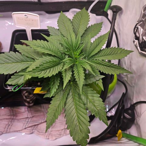 Fruit Spirit #1 growlog timeline photo