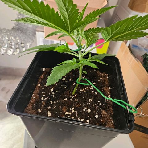 Fruit Spirit #1 growlog timeline photo